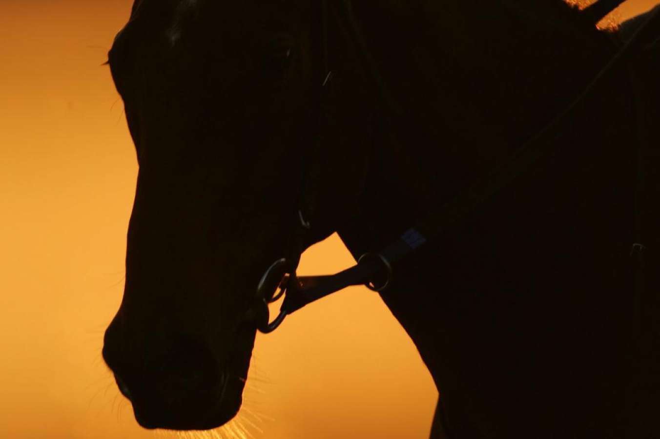 Rockhampton Trackwork Rider's Animal Cruelty Ban Extended: Legal Options Under Review