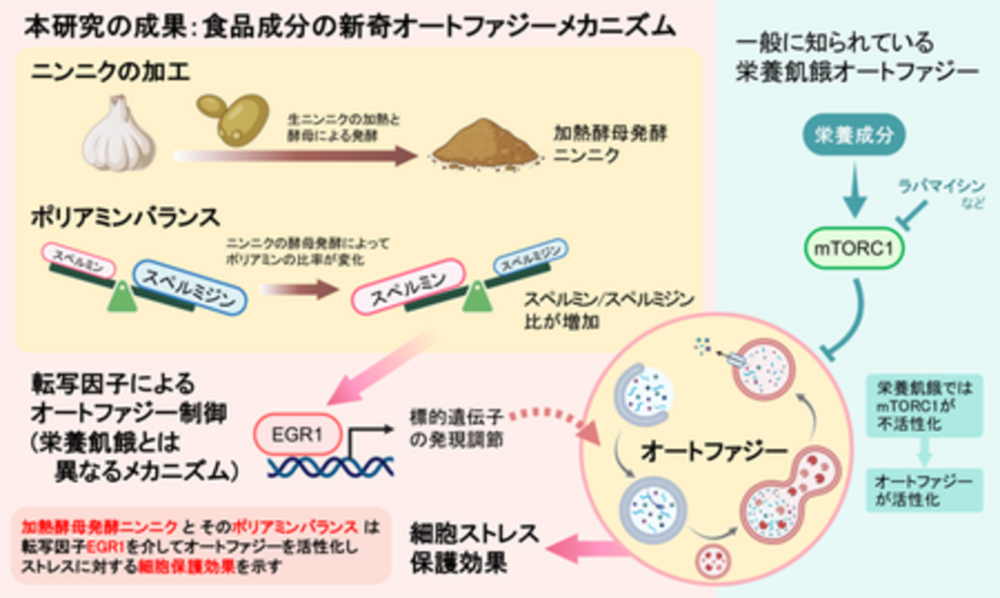 細胞の健康を守る酵母発酵ニンニクの驚異的な効果