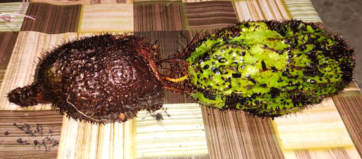Mga Halamang Gamot na Nawawala, Tradisyon na Kumukupas: Pag-iingat sa Yaman ng Sabah