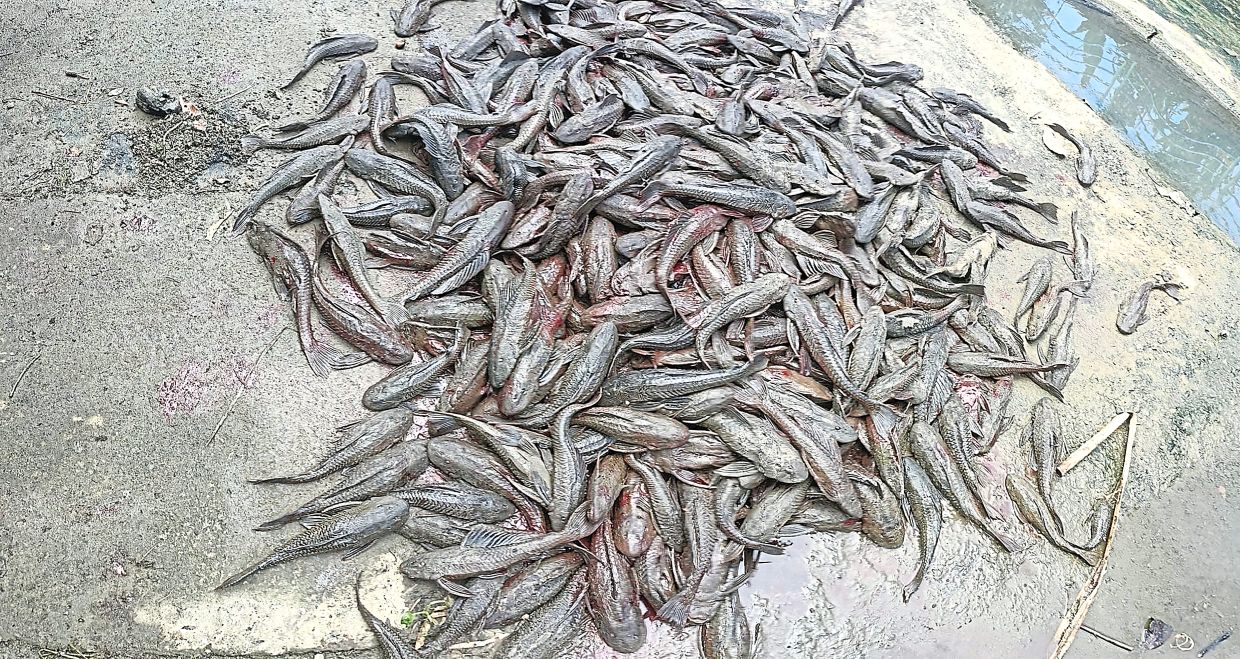 Sungai Skudai: Harapan Baru dengan Ikan Sucker-mouth untuk Mengatasi Pencemban?