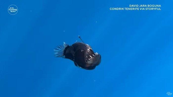 Mengapa Ikan Anglerfish Naik ke Permukaan? Penyebab Mengharukan di Balik Fenomena Viral