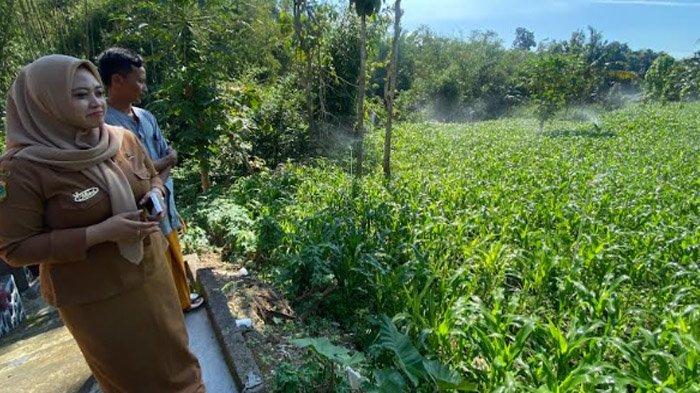 Inovasi Irigasi Sprinkler di Bondowoso: Desa Mrawan Buktikan Produktivitas Lahan Tadah Hujan Meningkat!