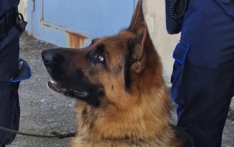 Sorrento: Scoperto un Ingente Patrimonio Nascosto da un Cane della Finanza! Il 'Sensitivo' del Sindaco Smascherato