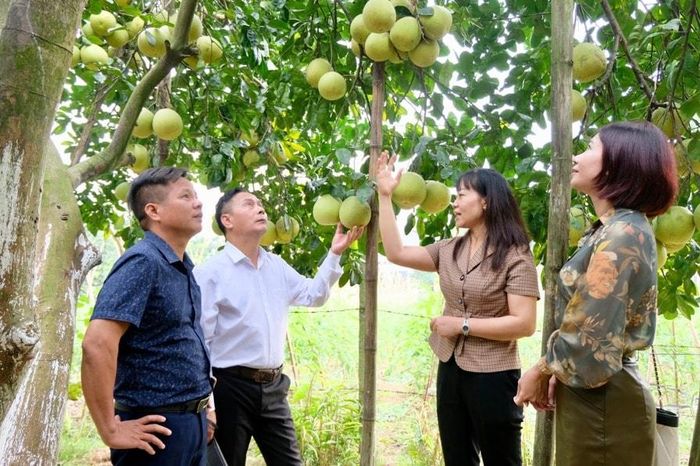 Tết Nguyên đán 2025: Hà Nội Đảm Bảo Cung Ứng Hàng Hóa Dồi Dào