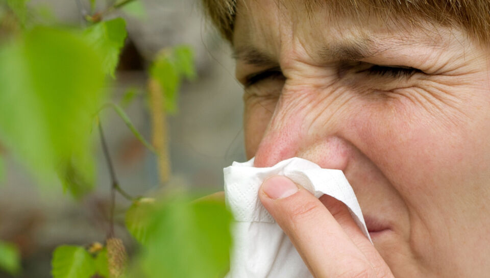 God nyhed til hundredtusinder af danske allergikere - men også en dårlig