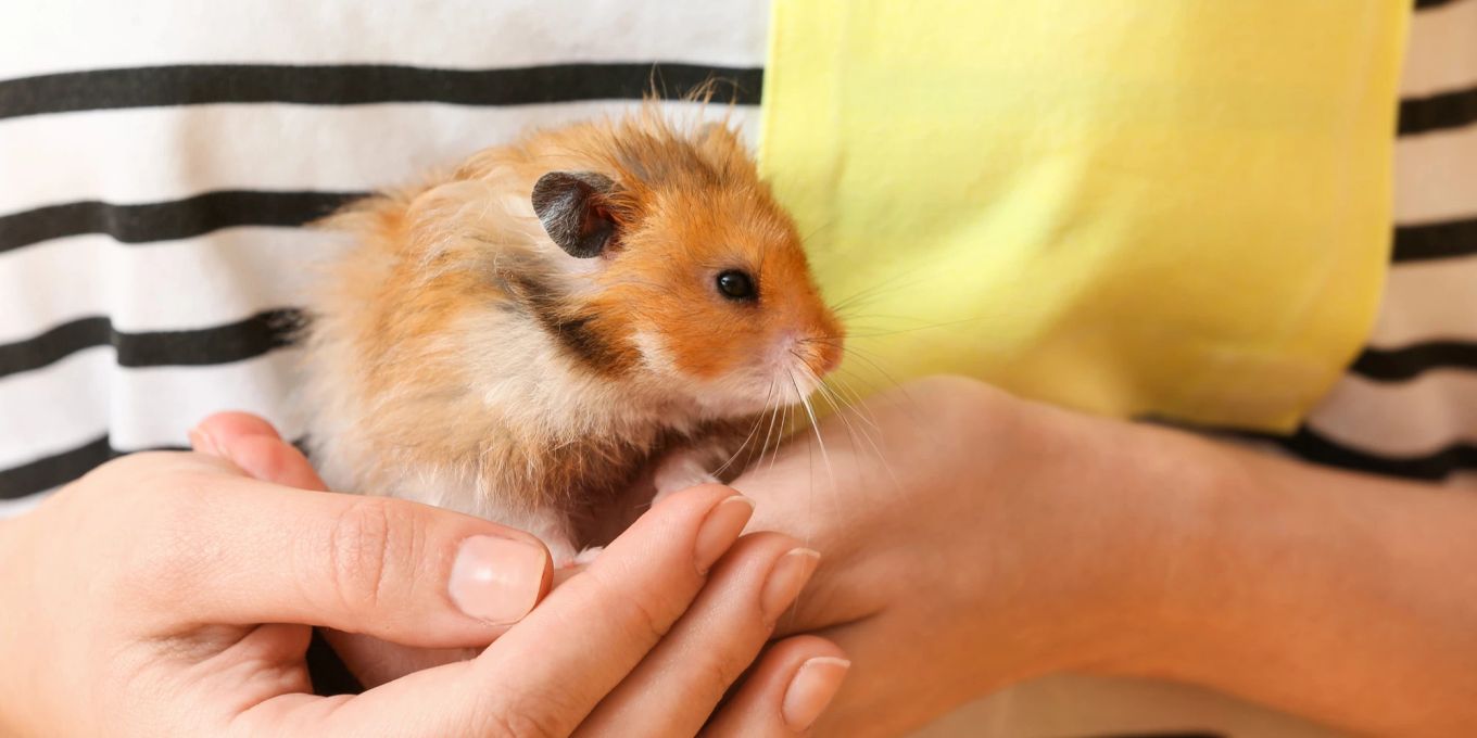 Warum Hamster Tageslicht und Sonnenlicht benötigen