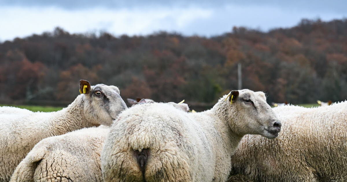 Saône-et-Loire Du matériel pour soutenir la santé mentale des éleveurs victimes du loup