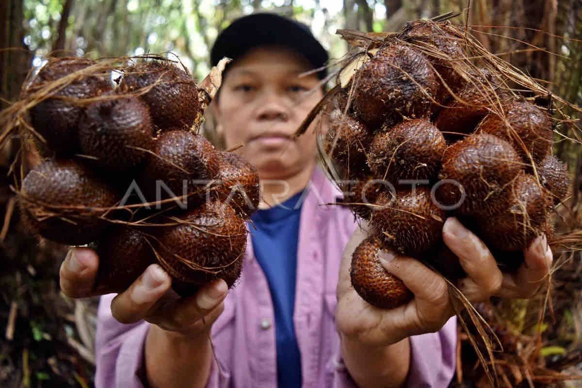 Mengungkap 8 Manfaat Luar Biasa Buah Salak untuk Kesehatan: Kandungan Gizi dan Khasiatnya!