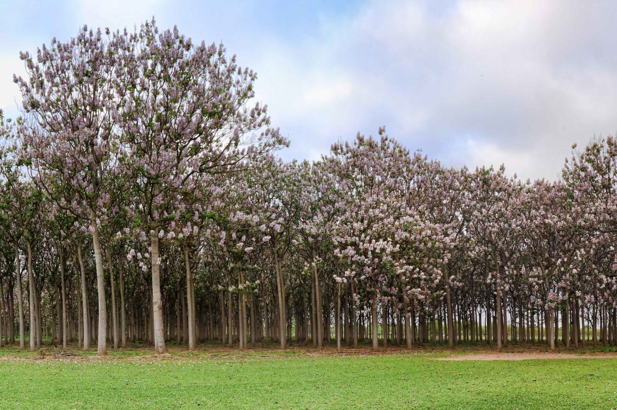 Paulownia: El Árbol del Futuro que Impulsa la Sostenibilidad, la Tecnología y el Desarrollo Social en España