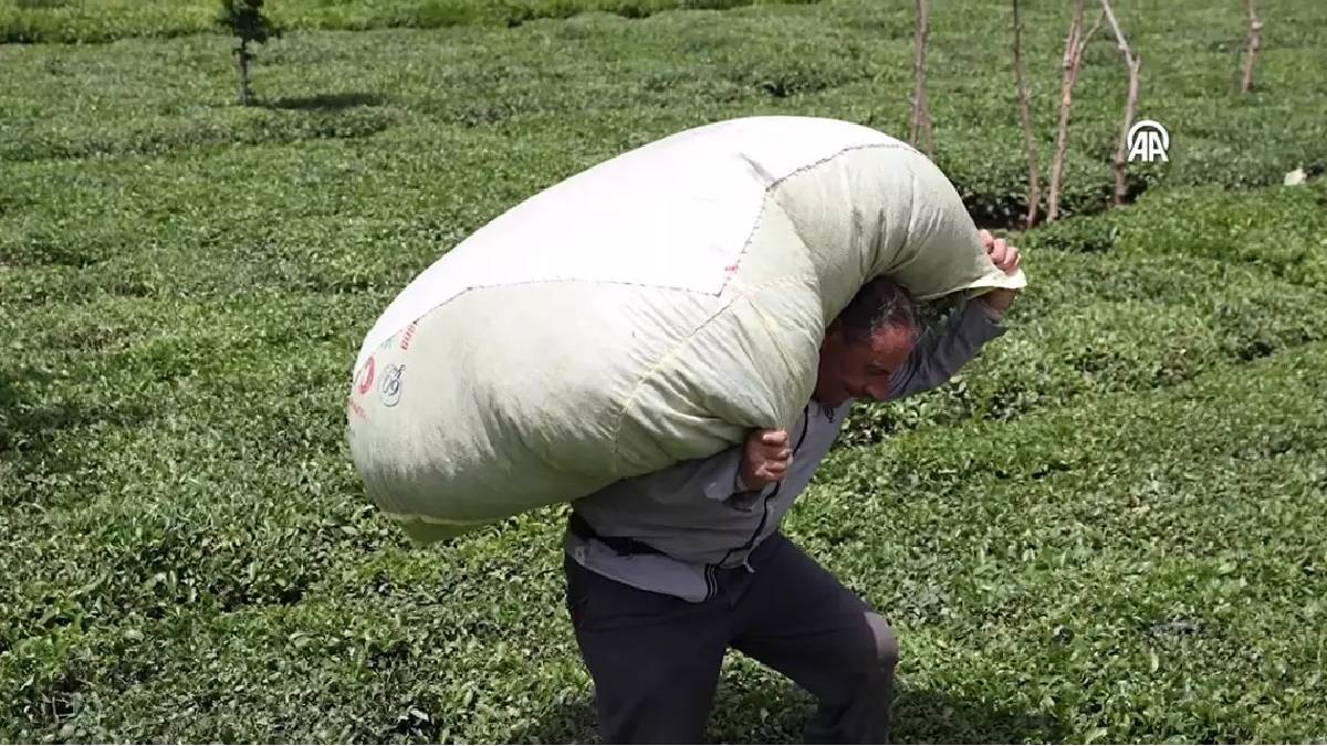 Trabzon Çay Hasadı: Günde 12 Saat Ter Döken Çay Üreticileri ve Alıcıların Yoğunluğu! En Çok Hangisi Talep Ediliyor?