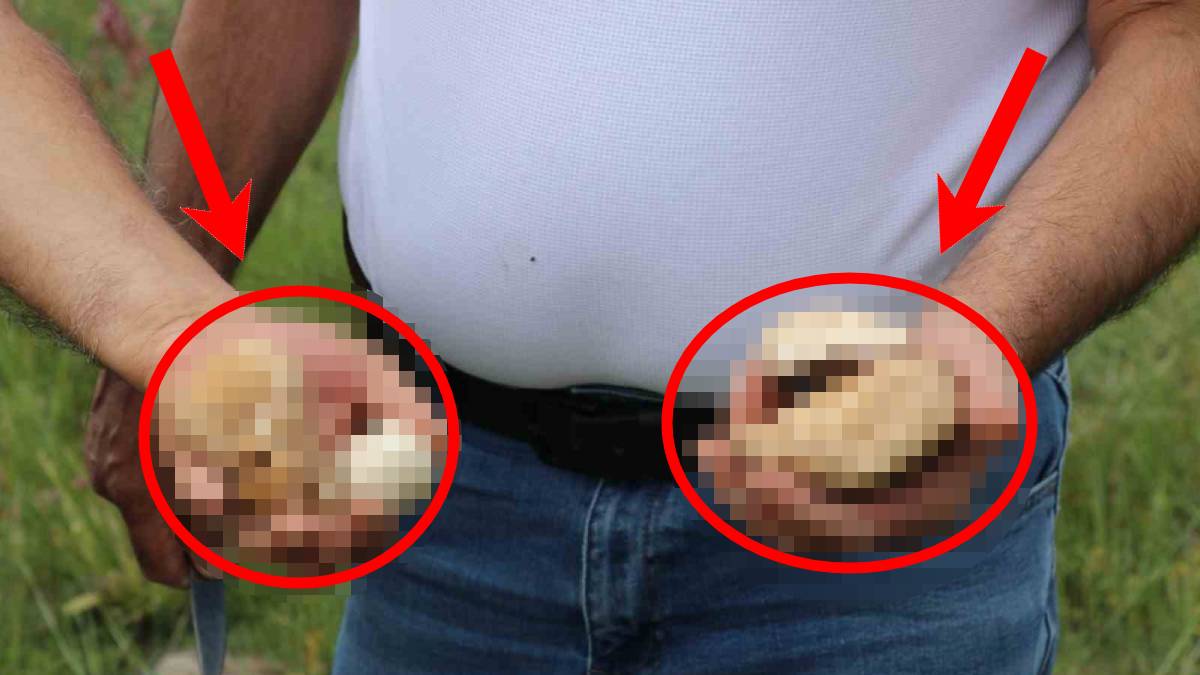 Lezzetli ve Besleyici Alternatif: Erzincan'da Ormanlardan Toplanan Yaban Mantarlarıyla Et Yerine Doğal Ziyafet!