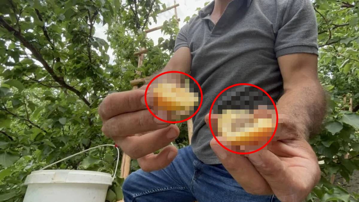 Hatay'da Zirai Donun Vurduğu Bölgede Mucizevi Hasat: 30 Tonluk Reçel Ürünü 50-70 TL'den Satılıyor!