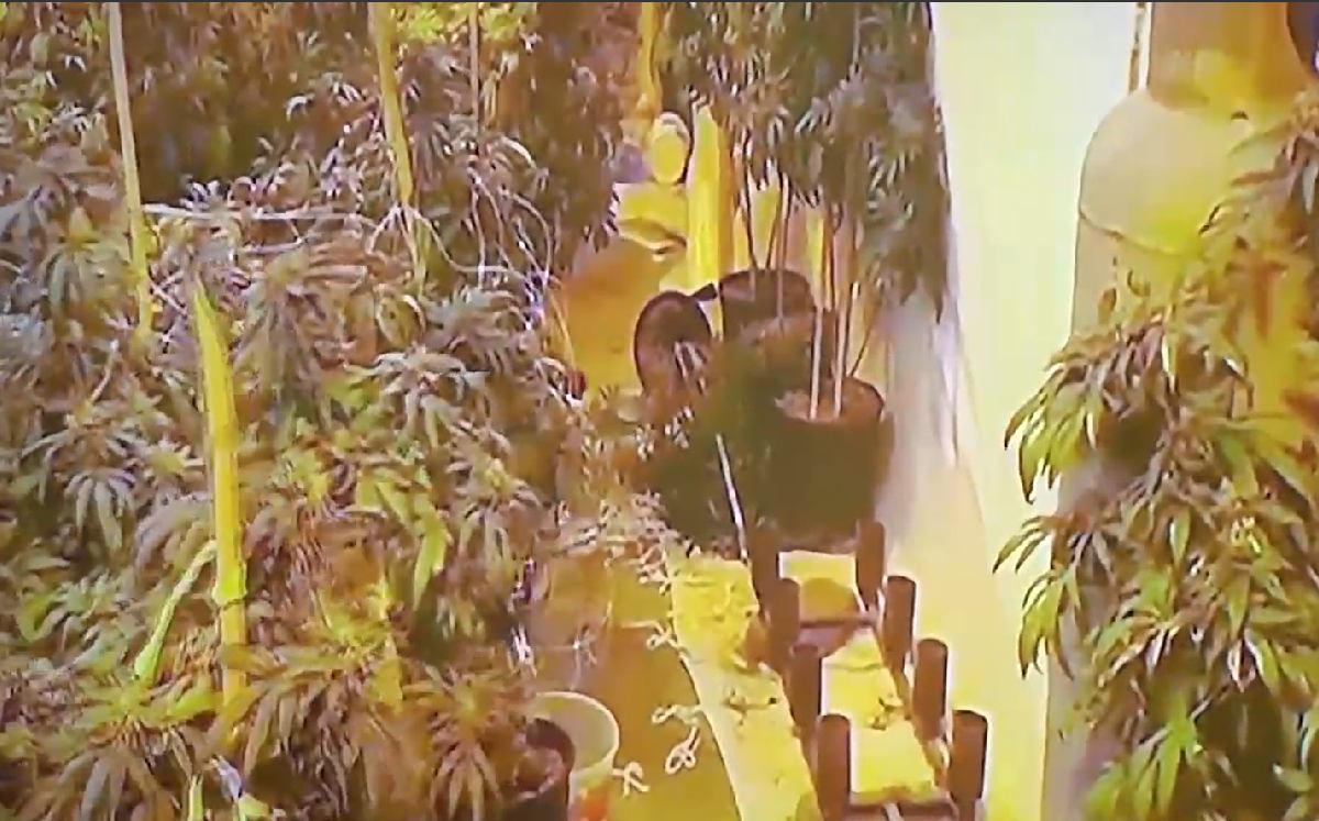 Golpe Contundente al Narco: Destruyen Invernaderos de Metanfetamina en la Frontera Zacatecas-Nayarit