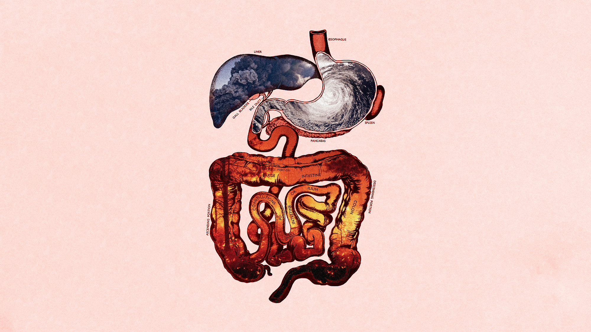 Feeling the Heat? How Climate Change is Messing with Your Gut Health (and What You Can Do)