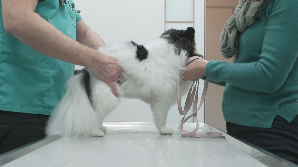 Dierenartsen in nood: agressie van klanten baart grote zorgen