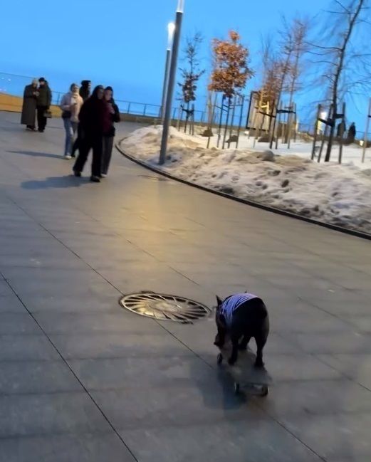 Забавный мопс стал первым посетителем сезона катаний на скейте в «Лахта Центре»
