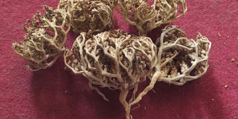 7 Manfaat Rumput Fatimah untuk Kesehatan Wanita, Tapi Berhati-Hati!