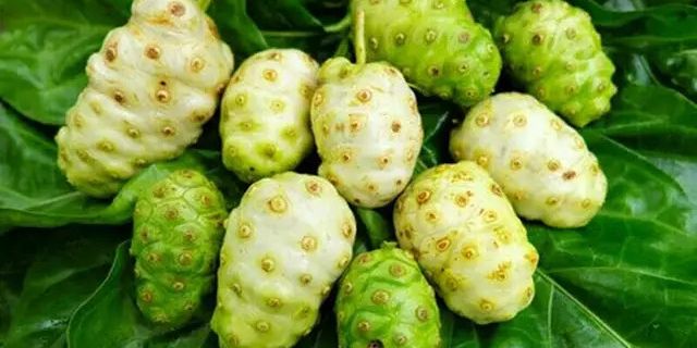 Rahasia Mengolah Buah Mengkudu untuk Meningkatkan Kesehatan