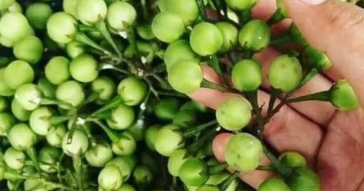 Takokak: Si Kecil Herbal dengan Khasiat Luar Biasa untuk Jantung, Stroke, dan Imunitas Tubuh!