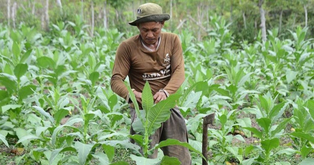 PP 28/2024 Picu Kekhawatiran: Pengusaha Sebut Berpotensi Hambat Pertumbuhan Ekonomi dan Dorong PHK Massal
