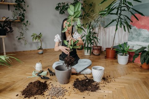 Mengenal Tanaman Daun Karet Kebo, Tanaman Hias yang Punya Banyak Manfaat untuk Lingkungan dan Kesehatan