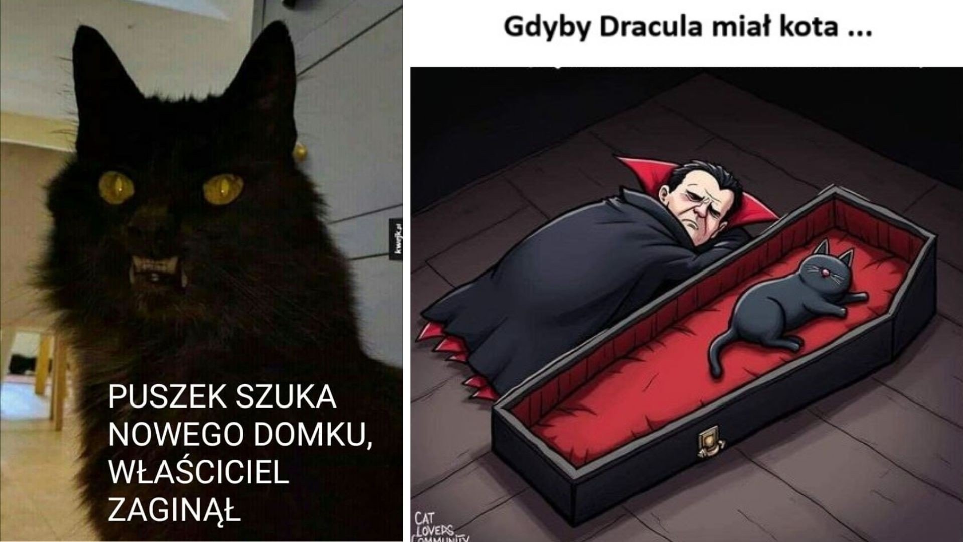 Kociarze uwielbiają te memy. Oto najśmieszniejsze memy, które idealnie oddają życie z panem władcą, kotem [30.12.2024]