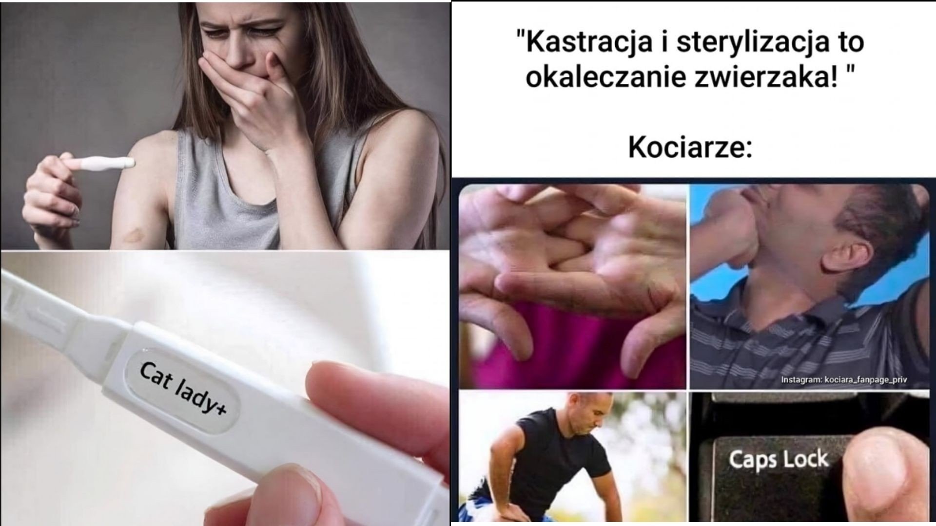 Kociarze w szoku: najśmieszniejsze memy o kotach, które każdy właściciel kota zna!
