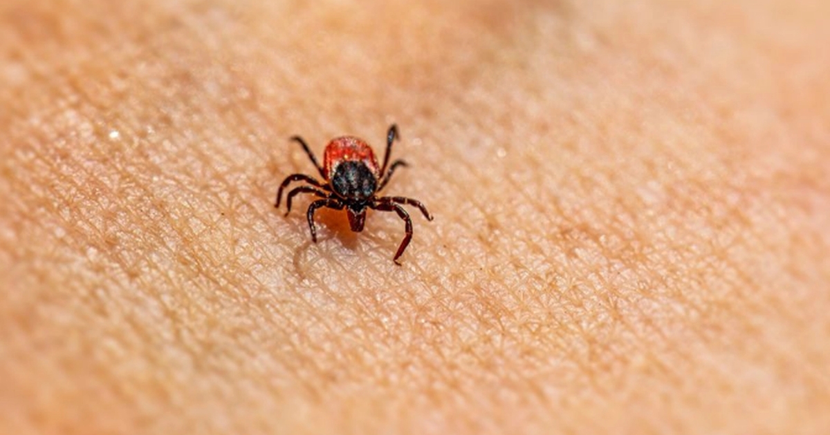 Undgå Flåtbid: Hver Tredje Dansker Glemmer Vigtig Beskyttelse!