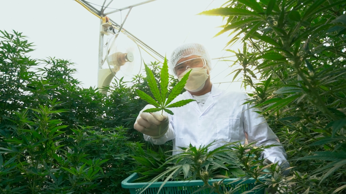 Cannabis: come l'uso eccessivo influisce sulla memoria e sulla salute del cervello