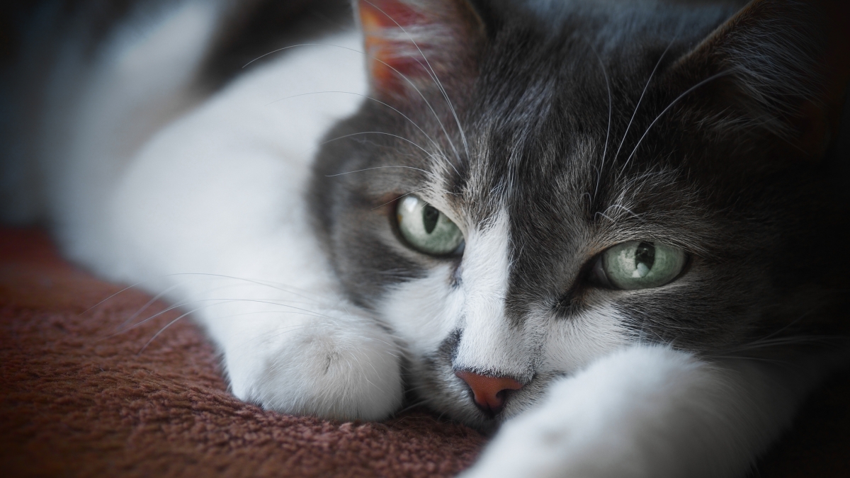 L'ansia da separazione nei gatti: anche il micio sente la nostra mancanza