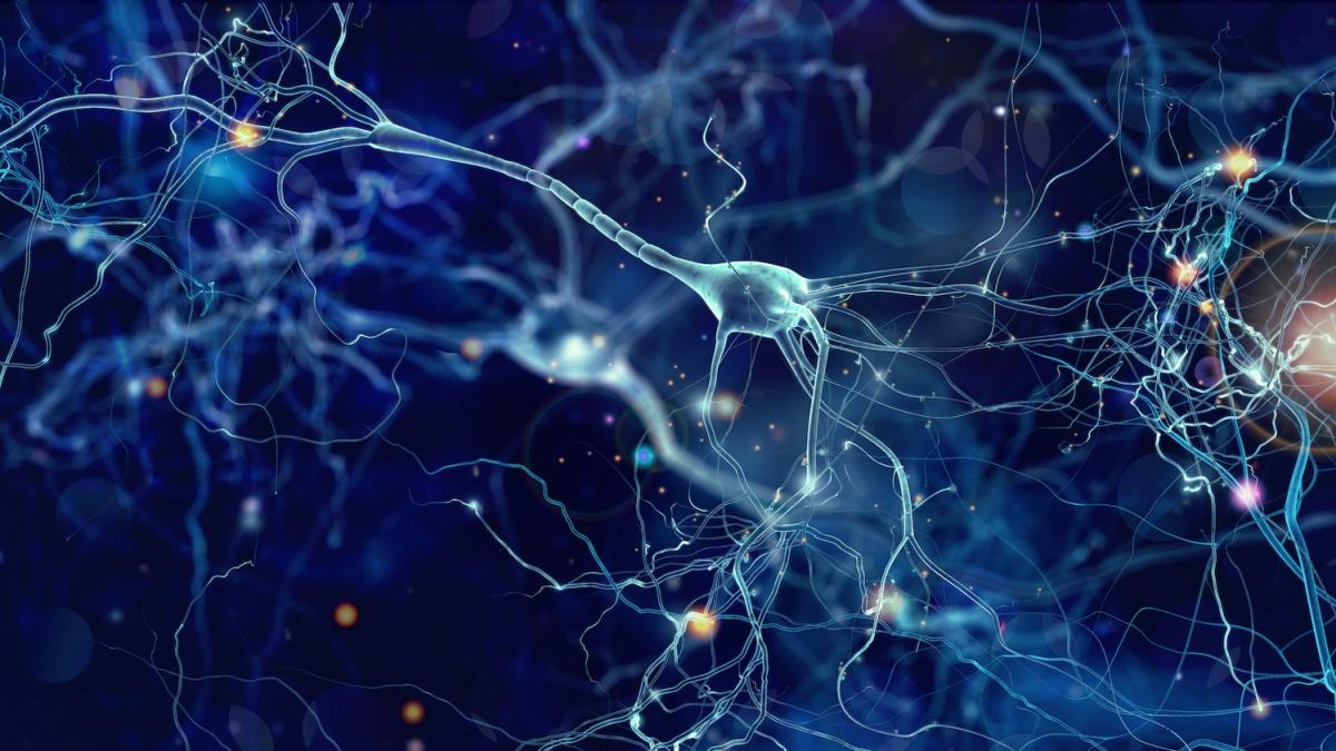 Sport e cervello: come l'attivita' fisica influisce sui neuroni