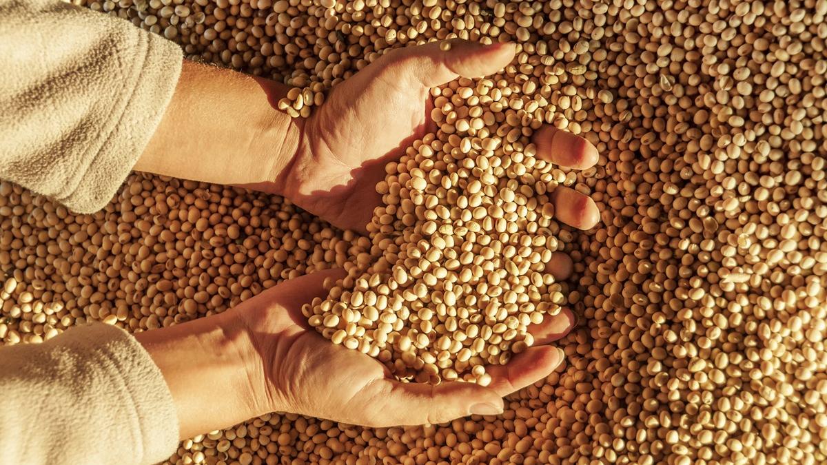 Legumi: cinque pregi, dalla salute all'ambiente
