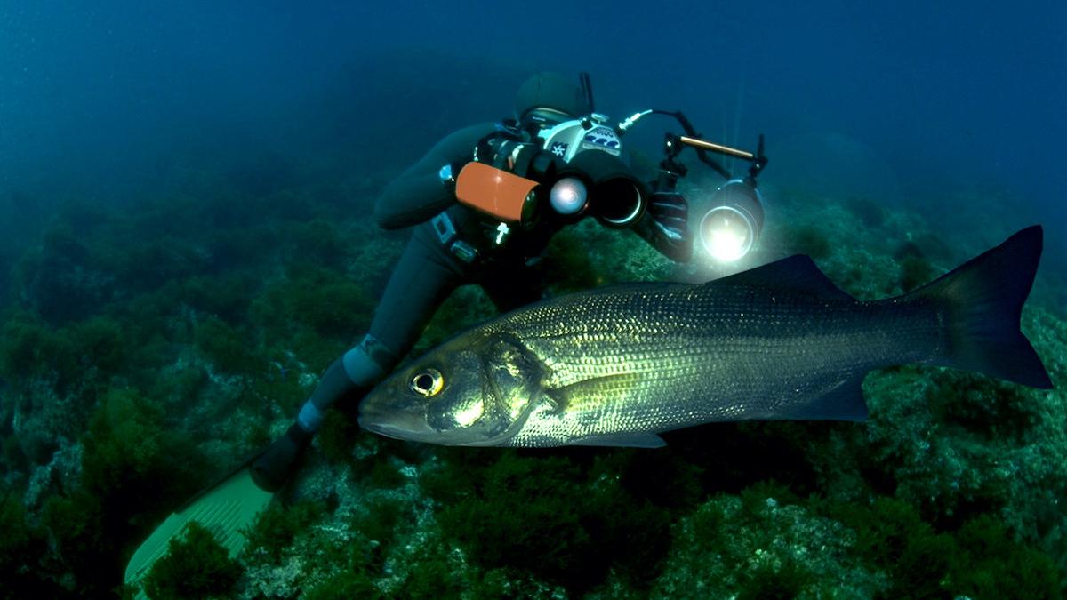 Scopri il Safari Fotosub: lo Sport che Rivoluziona la Ricerca sulla Biodiversità Marina