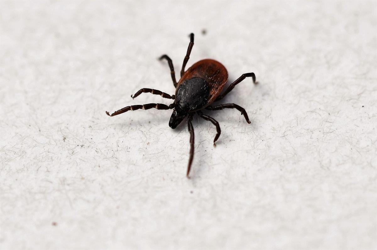 ¿Cómo quitar garrapatas de manera segura? Consejos para prevenir la Enfermedad de Lyme y otros riesgos para la salud