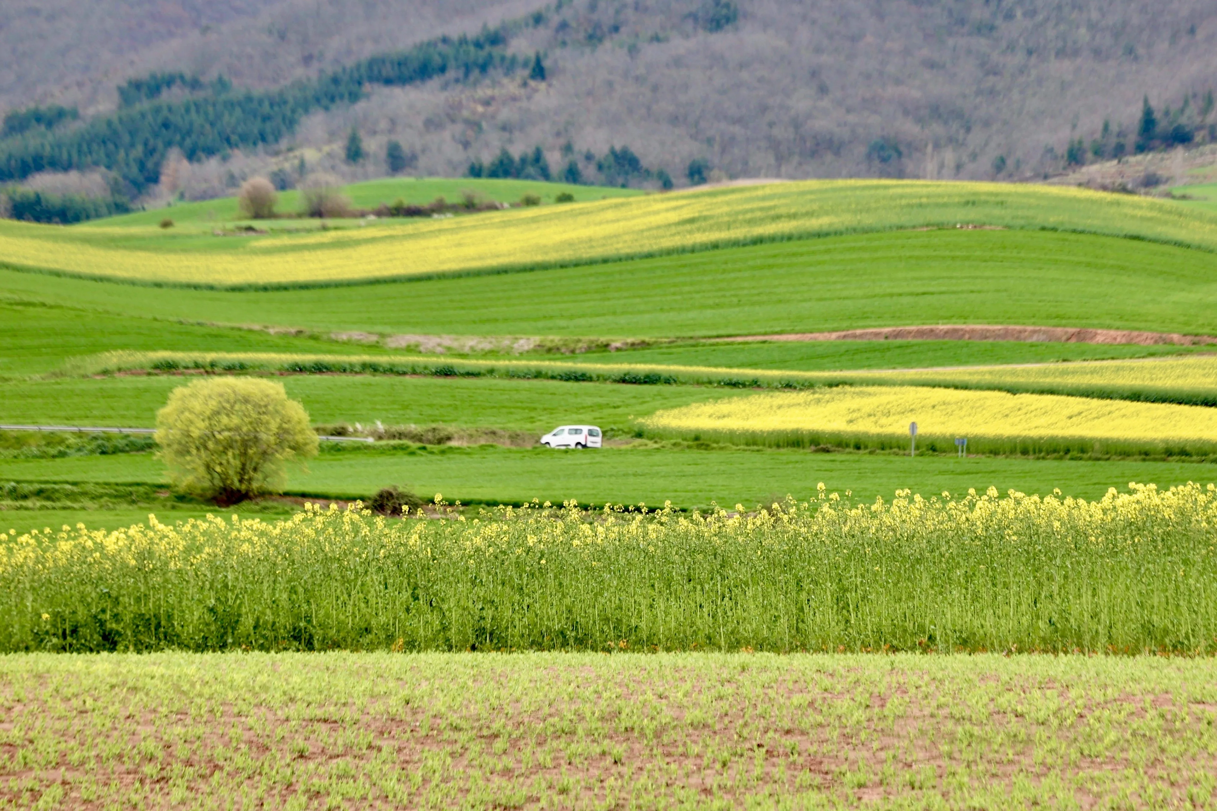 ¡Inspírate! 100 Familias de La Rioja Lideran la Revolución Verde en sus Hogares