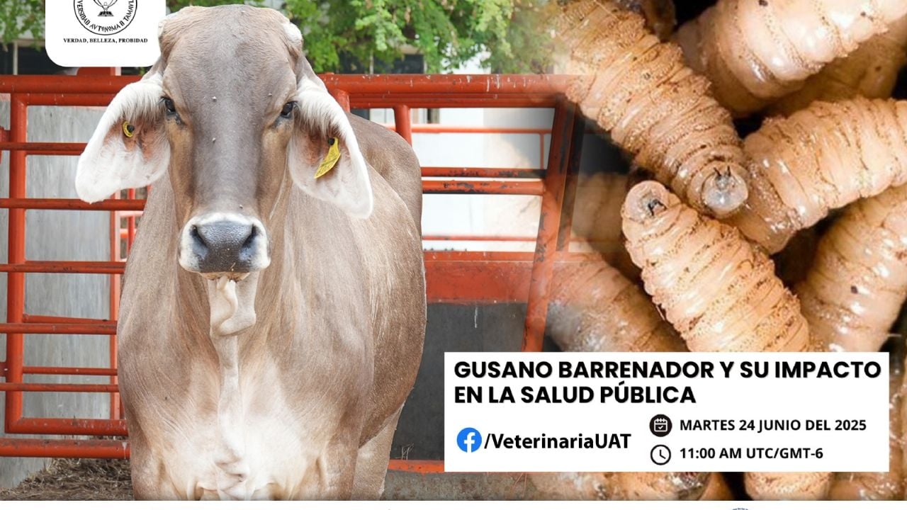 Alerta en Argentina: La UAT Advierte sobre el Peligroso Gusano Barrenador y su Impacto en la Salud Pública