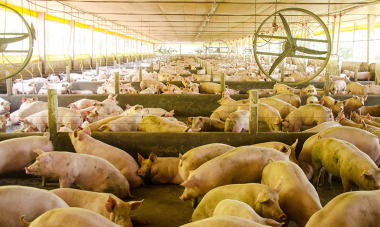 ¡Cerdo Seguro, Granja Tranquila! Nueva Tecnología Revolucionaria para la Bioseguridad Porcina