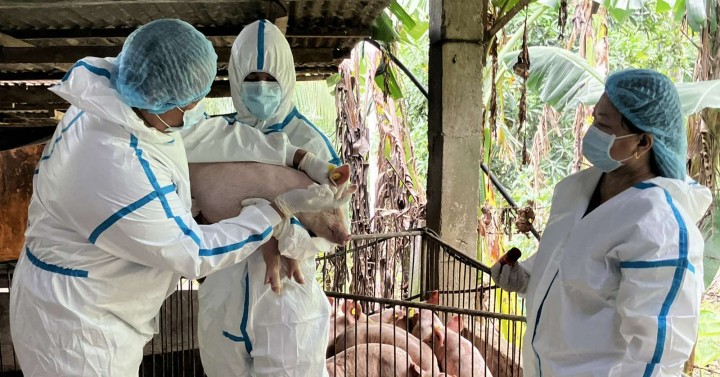 DA Launches Gov't-Controlled ASF Vaccination in Non-Red Zones to Combat Swine Fever