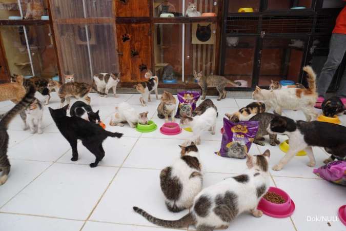 Nutrisi Tepat untuk Kucing Sehat
