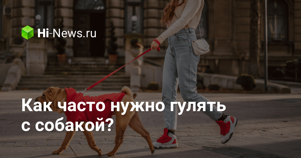 Как часто нужно гулять с собакой, чтобы он был счастлив и здоров?