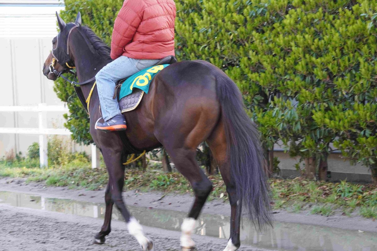 船橋競馬の新星プラウドフレール、南関東牝馬クラシックを制覇！