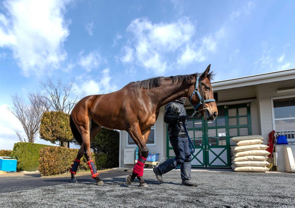 メイケイエール初子出産！スワーヴリチャードの牡馬誕生