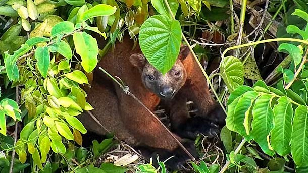 Rare Sighting of Bennett's Tree Kangaroo in Australian Rainforests Revolutionises Conservation Efforts