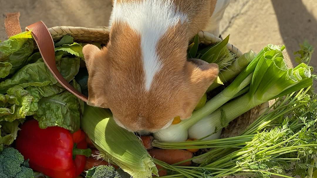 Adorable Mia Steals the Show! Meghan & Harry's Rescue Beagle Pops Up in New As Ever Campaign Amid Brand Future Speculation