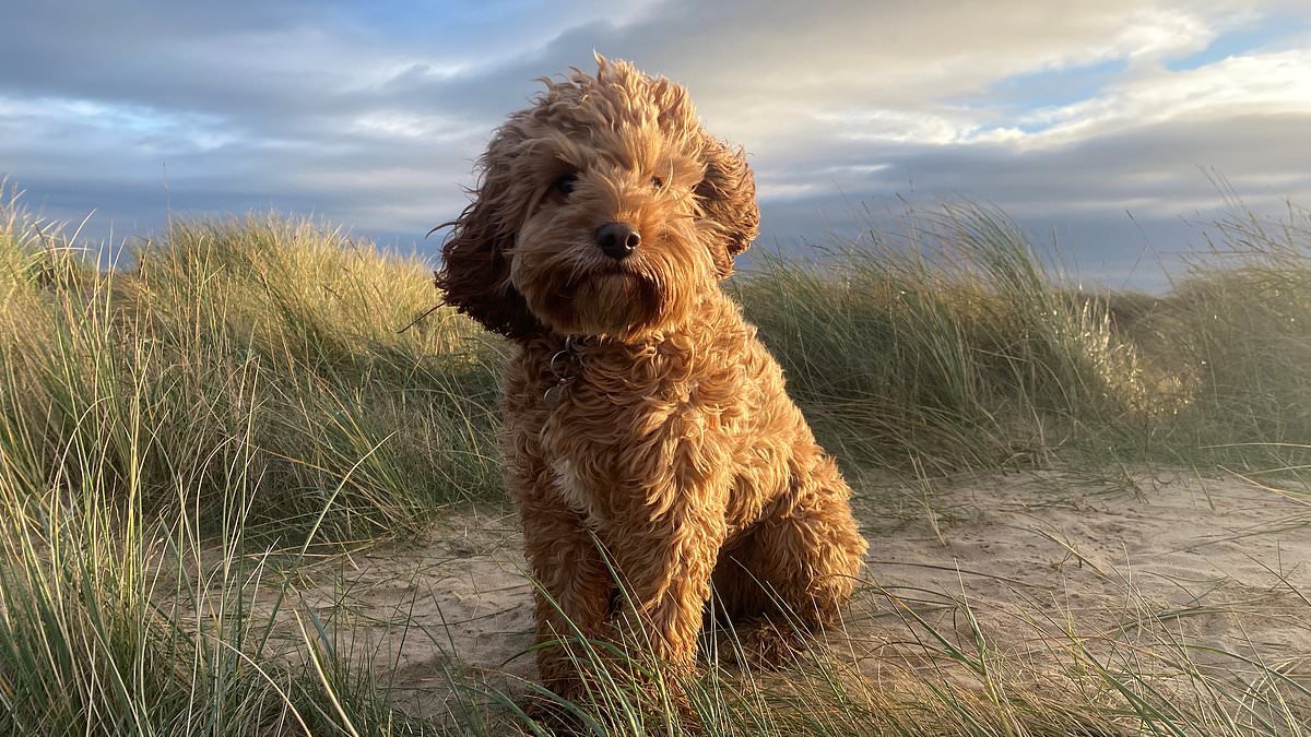 Cream Carpet Catastrophe? Trendy Cavapoos Face Increased Risk of 'Reverse Sneezing' – Vets Issue Warning
