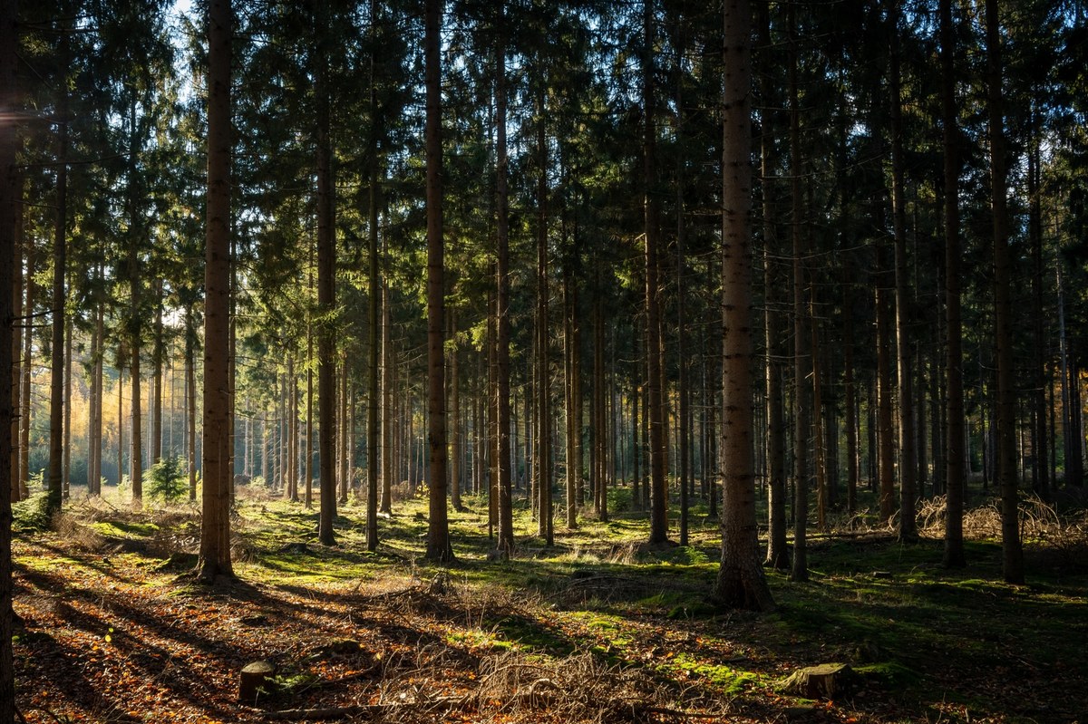 Leczenie duszy w lesie: Jak spacery po lesie wpływają na nasze zdrowie psychiczne?