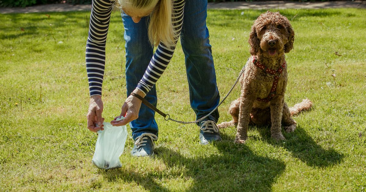 Decoding Your Dog's Poop: A Vet Nutritionist's Guide to Health Clues
