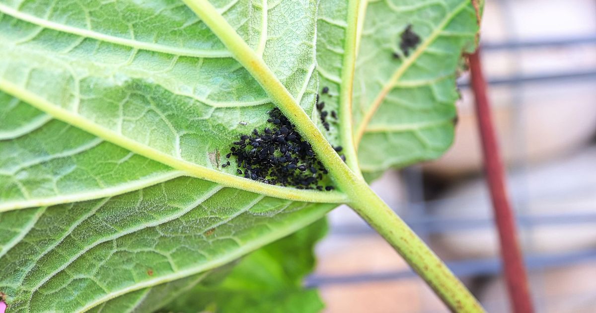 Beat Aphids Naturally! RHS Expert Urges 'Encourage Enemies' for a Pest-Free Garden