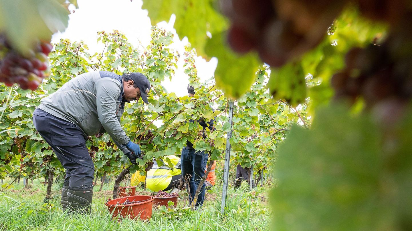 Wein: Stehen Europas Weinbauern vor dem Aus?