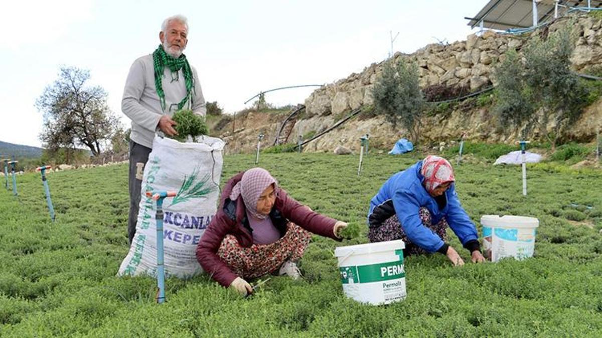 Hatay'da Zahter Hasadı Başladı! Fiyatları ve Faydaları